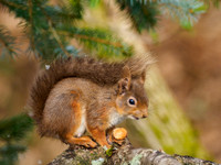 20210407-Red Squirrel-EM120094