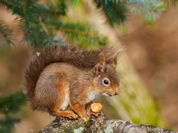 20210407-Red Squirrel-EM120094