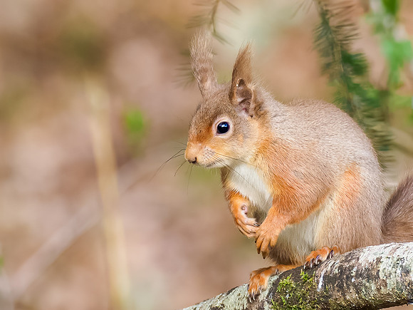 Red Squirrel (Sciurus vulgaris)