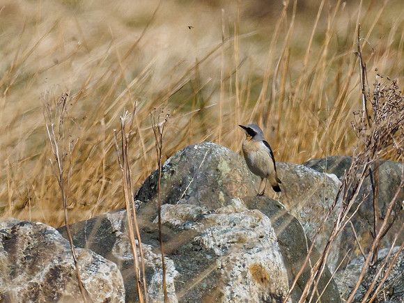 Wheatear (Oenanthe oenanthe)