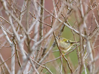 Goldcrest (Regulus regulus)