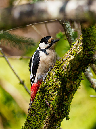 20210416-Garden Birds-EM120972