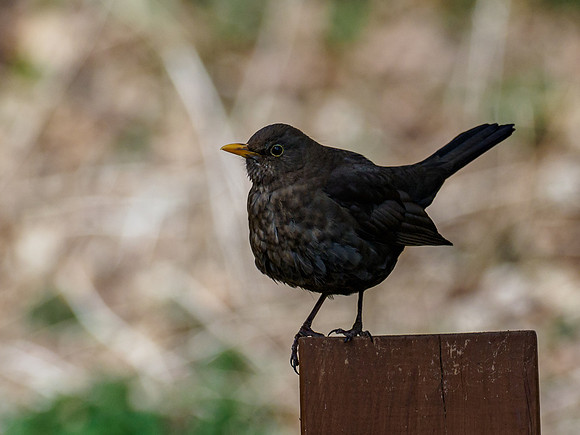 20210416-Garden Birds-EM120966