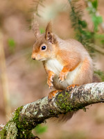 Red Squirrel (Sciurus vulgaris)