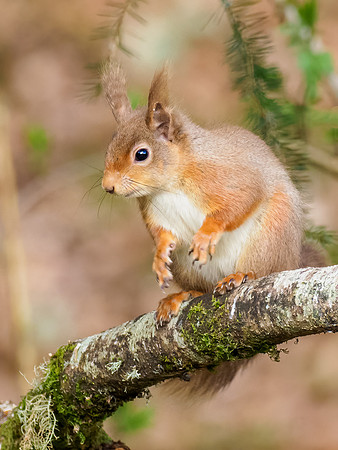 Red Squirrel (Sciurus vulgaris)