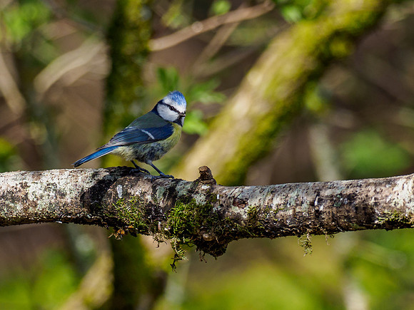 20210416-Garden Birds-EM120945