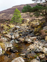 20210402-Glen Cannich-EM129559