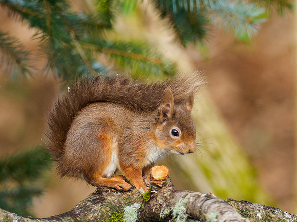20210407-Red Squirrel-EM120099