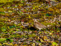 Foraging Fieldfare (Turdus pilaris) [191010]