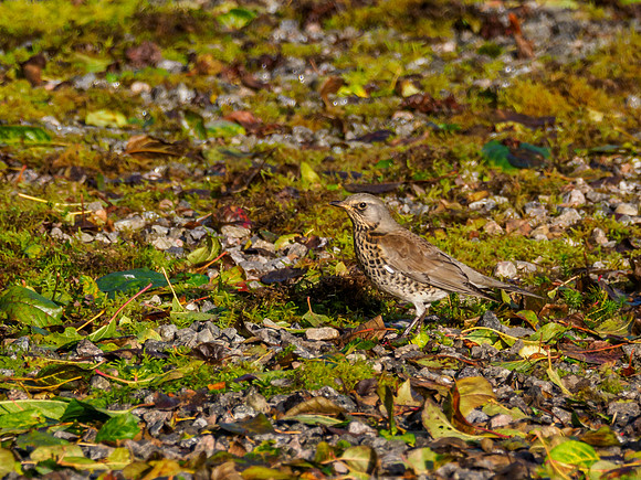 Foraging Fieldfare (Turdus pilaris) [191010]