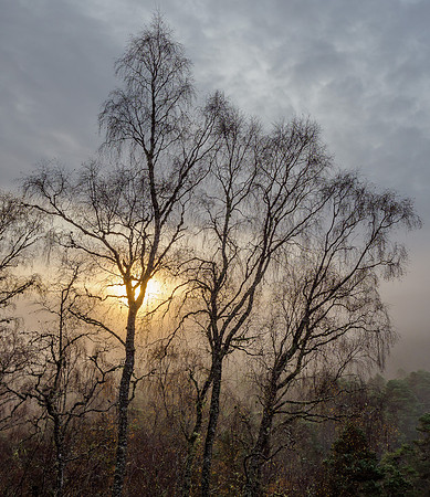 Glen Affric [1911017]