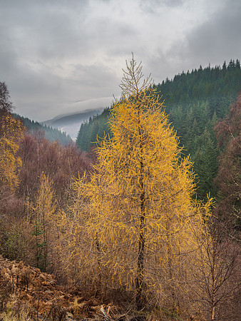Larch [1911030]