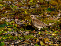 Foraging Fieldfare (Turdus pilaris) [191009]