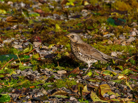 Foraging Fieldfare (Turdus pilaris) [191009]