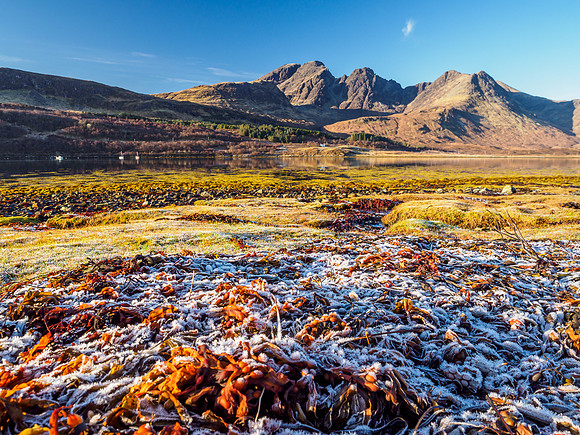 Frozen Seaweed [1911044]