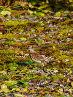 Foraging Fieldfare (Turdus pilaris) [191011]