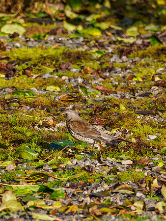 Foraging Fieldfare (Turdus pilaris) [191011]
