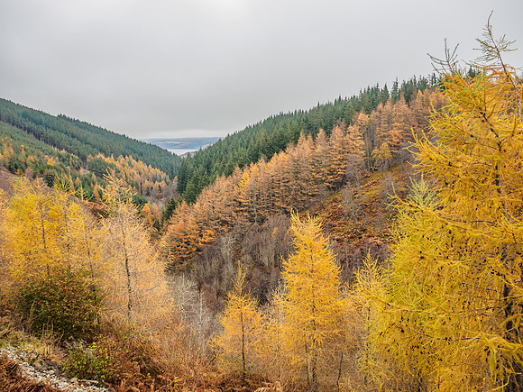 Colour in Glen Coiltie [1911021]
