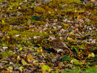 Foraging Fieldfare (Turdus pilaris) [191008]