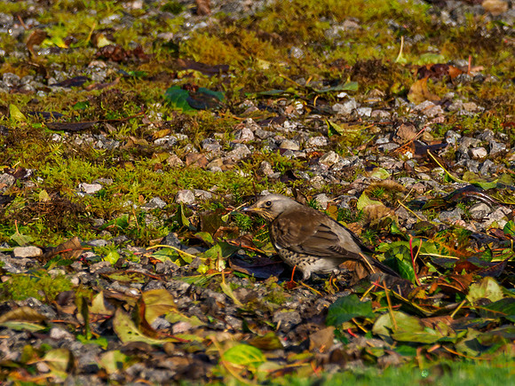 Foraging Fieldfare (Turdus pilaris) [191008]