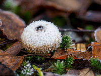 Frozen Common Puffball (Lycoperdon perlatum) [1911006]