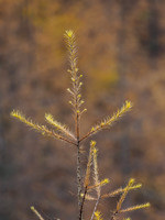 Colour in Glen Coiltie [1911019]