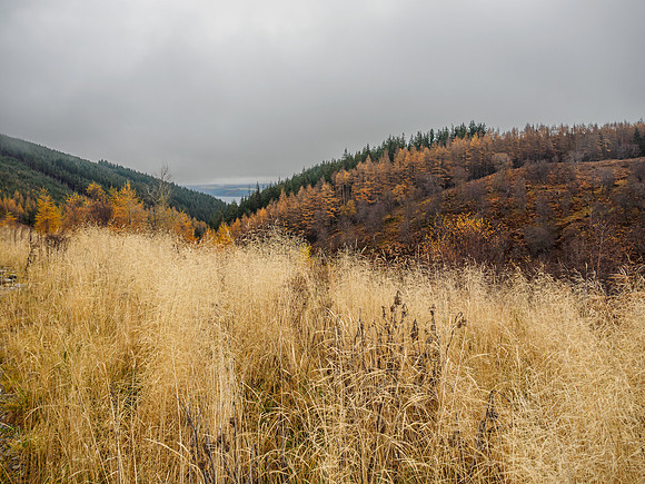 Colour in Glen Coiltie [1911022]