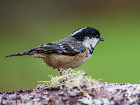 Great Tit [1911023]