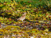 Foraging Fieldfare (Turdus pilaris) [191007]