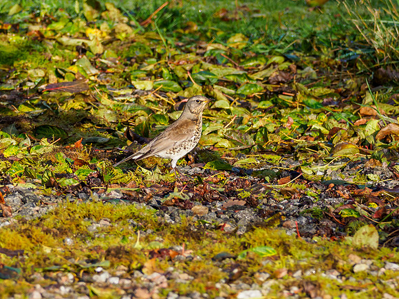 Foraging Fieldfare (Turdus pilaris) [191007]