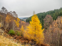 Colour in Glen Coiltie [1911020]