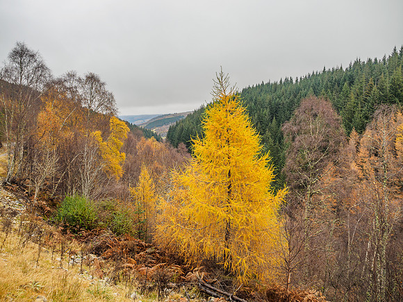 Colour in Glen Coiltie [1911020]