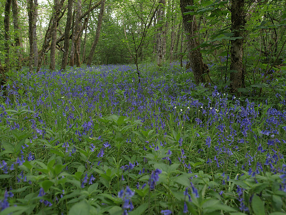 Urquhart Bay Woods_1303