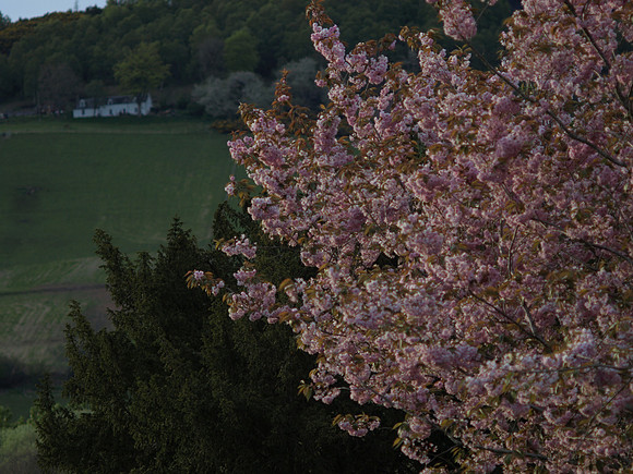 Urquhart Bay Woods_1208