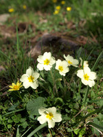 Sleat_0913
