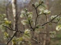 Sleat_0982
