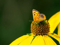 Small Copper Butterfly (Lycaena phlaeas)