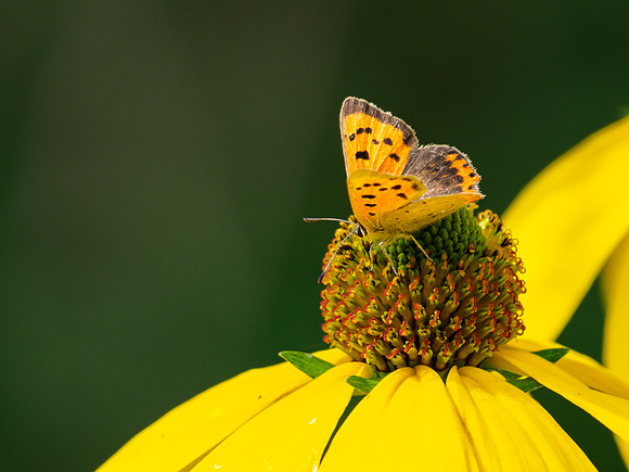 Small Copper Butterfly (Lycaena phlaeas)
