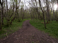 Urquhart Bay Woods_1049