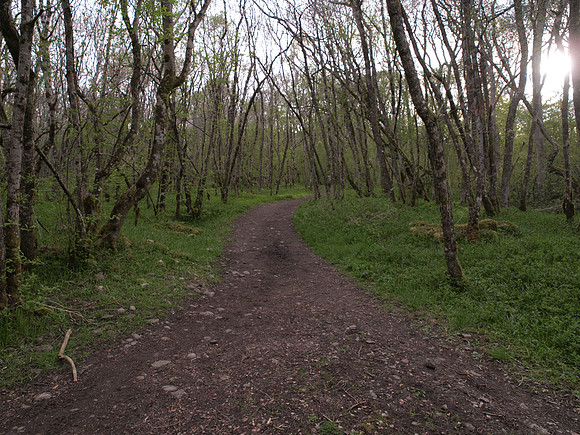 Urquhart Bay Woods_1049