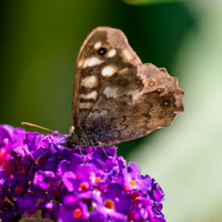 Speckled Brown Butterfly (Pararge aegeria)