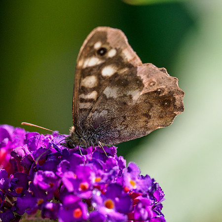 Speckled Brown Butterfly (Pararge aegeria)