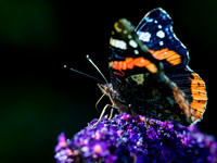 Red Admiral (Vanessa atalanta)