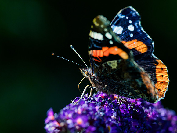 Red Admiral (Vanessa atalanta)