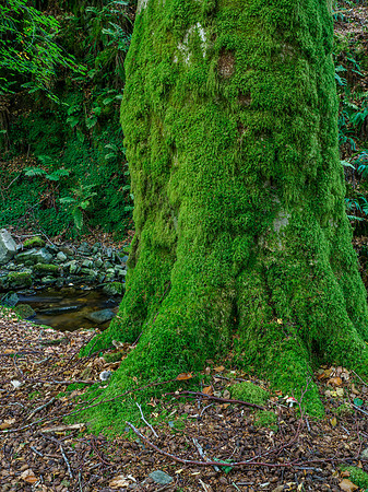 Lael Forest