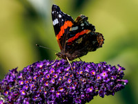 Red Admiral (Vanessa atalanta)