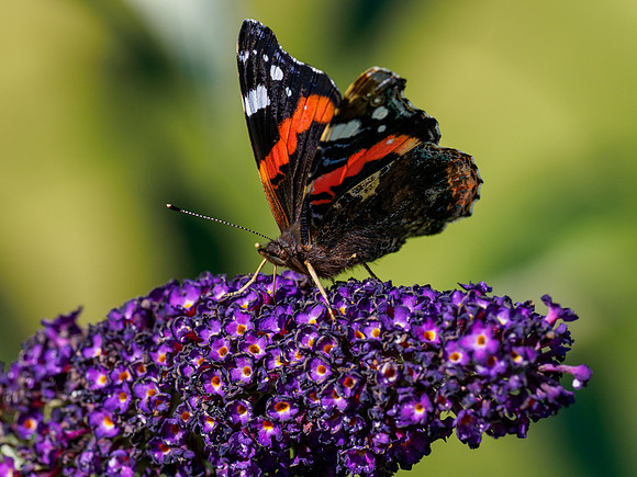 Red Admiral (Vanessa atalanta)