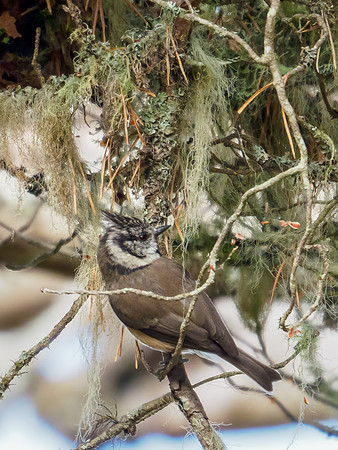 Crested Tit - Lophophanes cristatus