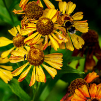 20210915-Garden-EM120349