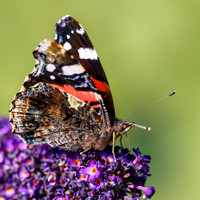 Red Admiral (Vanessa atalanta)